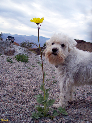 Mica-Jeep-Flower.jpg