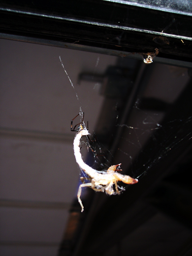 spiderscorpion.jpg